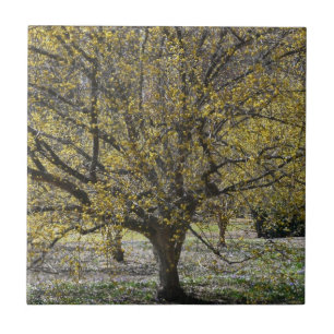 Cornelian Cherry Dogwood und Glory of the Snow Fliese