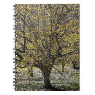 Cornelian Cherry Dogwood und Glory of the Snow Notizblock