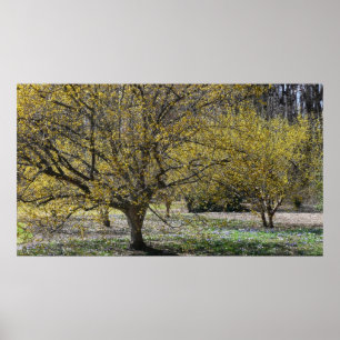 Cornelian Cherry Dogwood und Glory of the Snow Poster