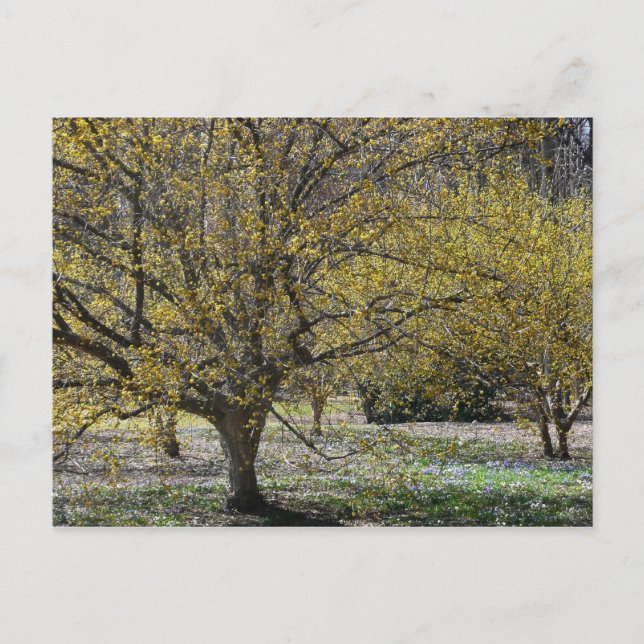 Cornelian Cherry Dogwood und Glory of the Snow Postkarte (Vorderseite)