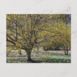 Cornelian Cherry Dogwood und Glory of the Snow Postkarte