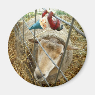 Cornelius und die Schafe Magnet