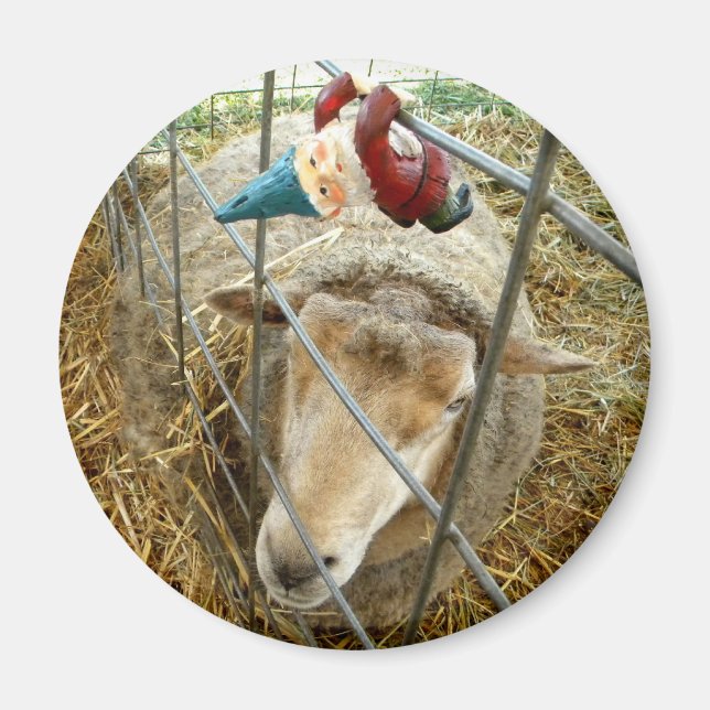 Cornelius und die Schafe Magnet (Vorne)