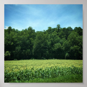 Cornfield in North North Carolina Poster
