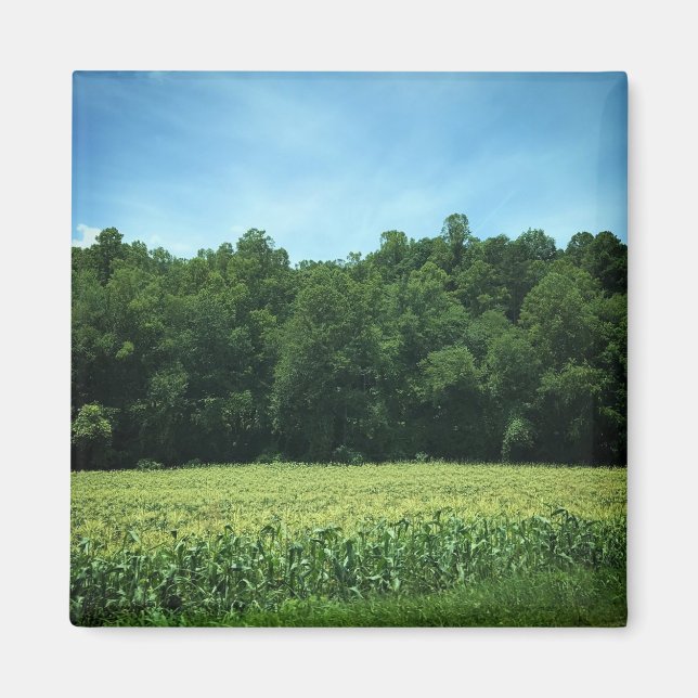 Cornfield in Rural North Carolina Poster Magnet (Vorne)