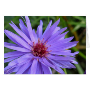 Cornflower