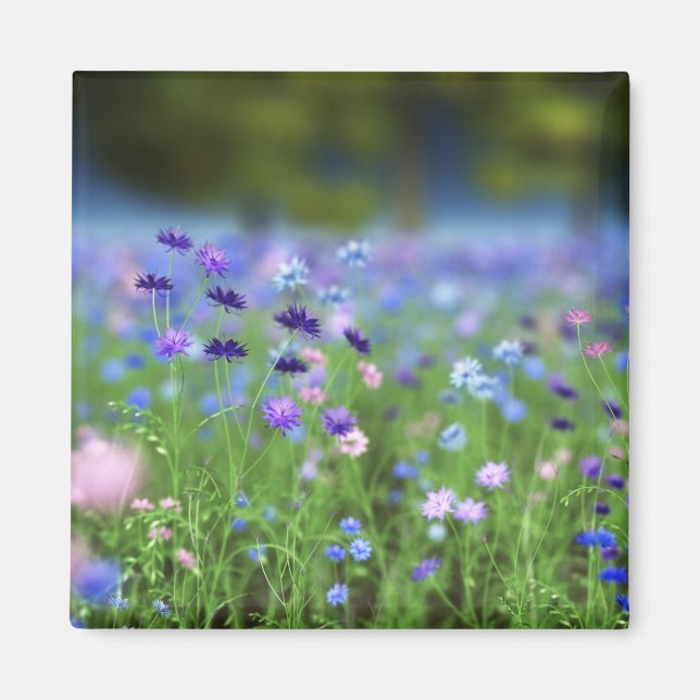 Cornflower Blue Magnet (Vorne)