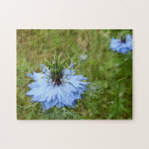 Cornflower Foto Puzzle