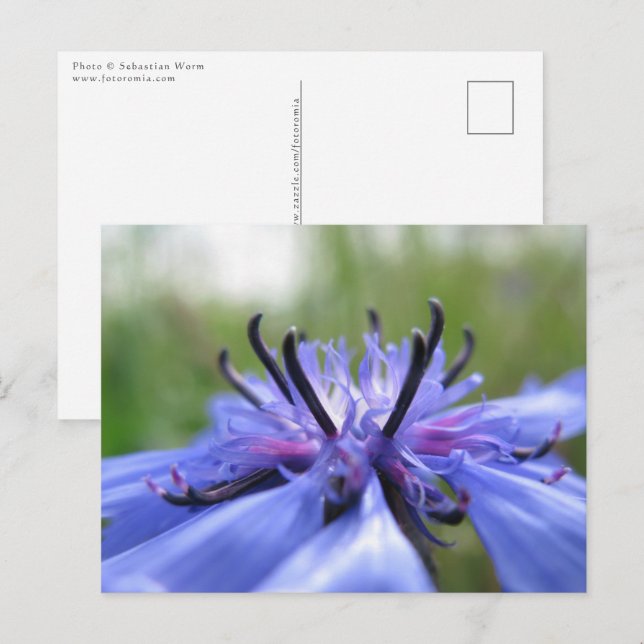 Cornflower Nature Foto Postkarte (Vorne/Hinten)
