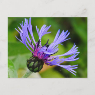 Cornflower Postcard Postkarte