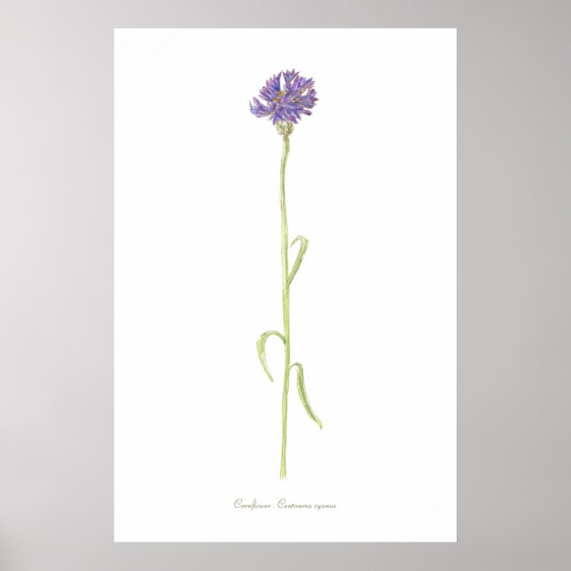 Cornflower Poster (Vorne)
