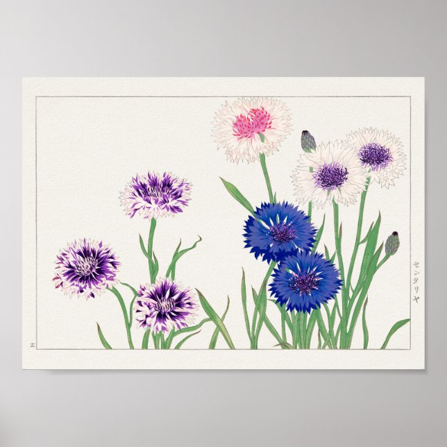Cornflower von Tanigami Konan Poster (Vorne)
