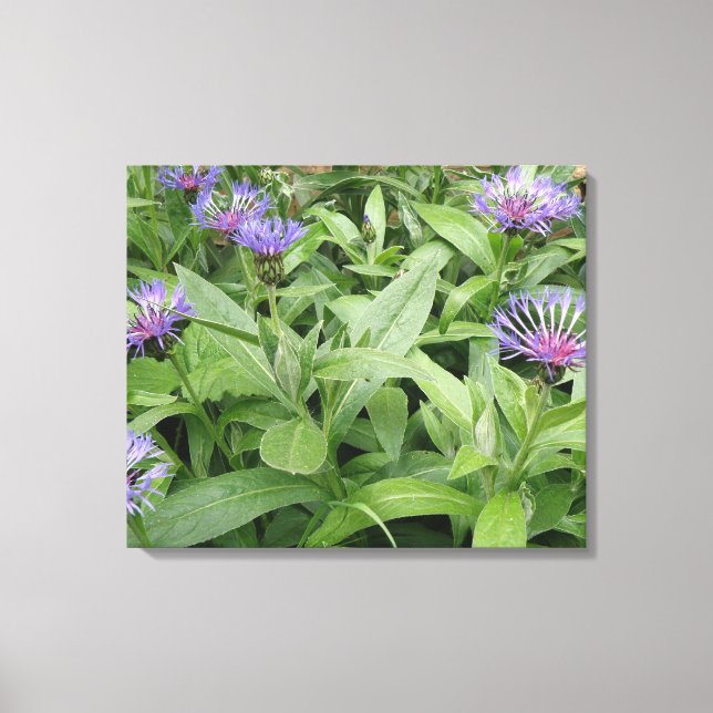 Cornflowers Canvas Print Leinwanddruck (Vorderseite)