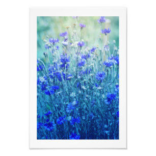 Cornflowers Fotodruck