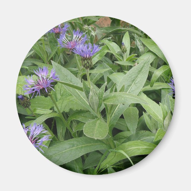 Cornflowers Magnet (Vorne)