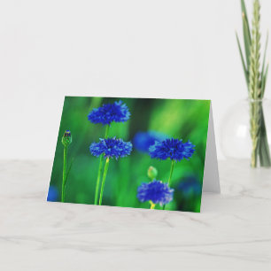 Cornflowersgrußkarte Karte