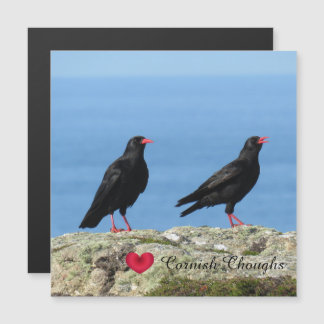 Cornisch Choughs (Palores) Pyrrhocorax pyrrhocorax Magnetkarte