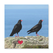 Cornisch Choughs (Palores) Pyrrhocorax pyrrhocorax