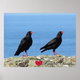 Cornisch Choughs (Palores) Pyrrhocorax pyrrhocorax Poster