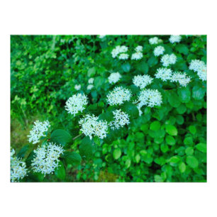 Cornus sanguinea fotodruck