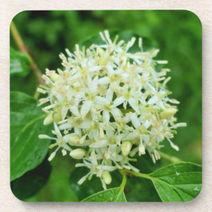 Cornus sanguinea getränkeuntersetzer