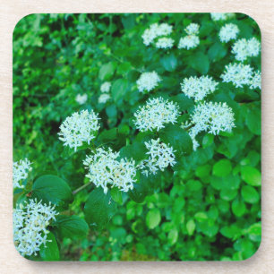 Cornus sanguinea getränkeuntersetzer