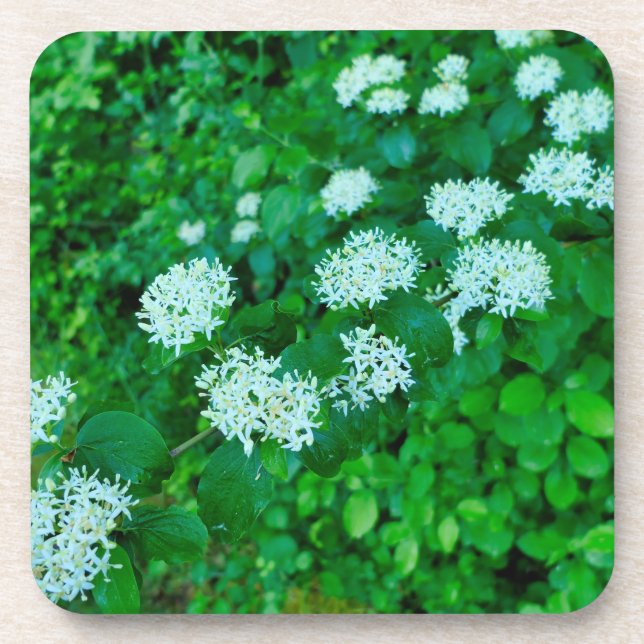 Cornus sanguinea getränkeuntersetzer (Vorderseite)