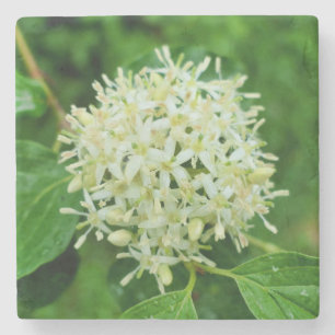 Cornus sanguinea steinuntersetzer