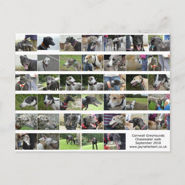 Cornwall Greyhounds - September 2018 Postkarte (Vorderseite)