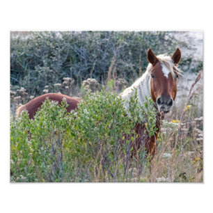 Corolla Wild Horse Fotodruck
