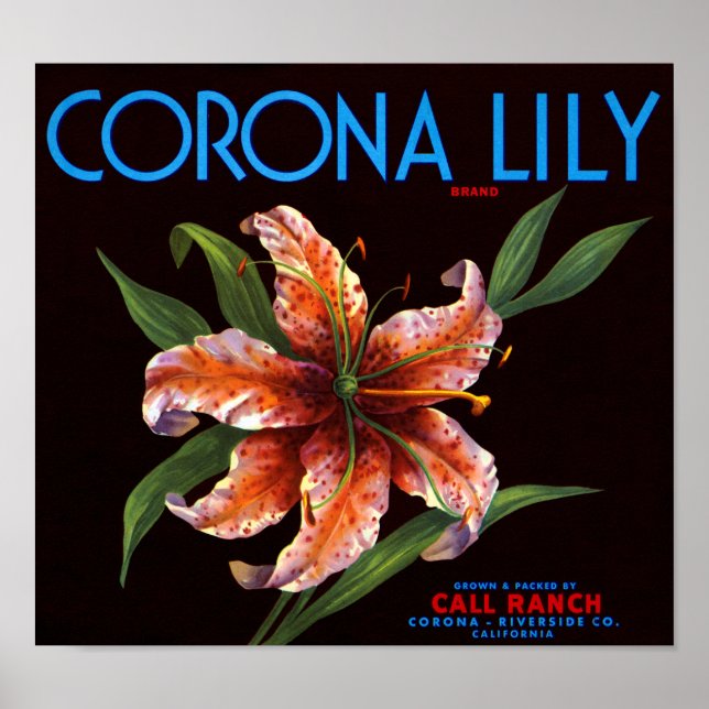 Corona Lily Poster (Vorne)