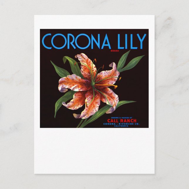 Corona Lily Postkarte (Vorderseite)