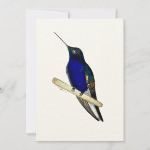 Coronet Hummingbird Card Dankeskarte