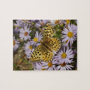 Coronis Fritillary auf Aster-Blumen im Grand Teton Puzzle