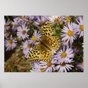 Coronis Fritillary auf Aster-Blüten am Grand Teton Poster