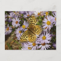 Coronis Fritillary zu den Aster-Blume von Grand Te