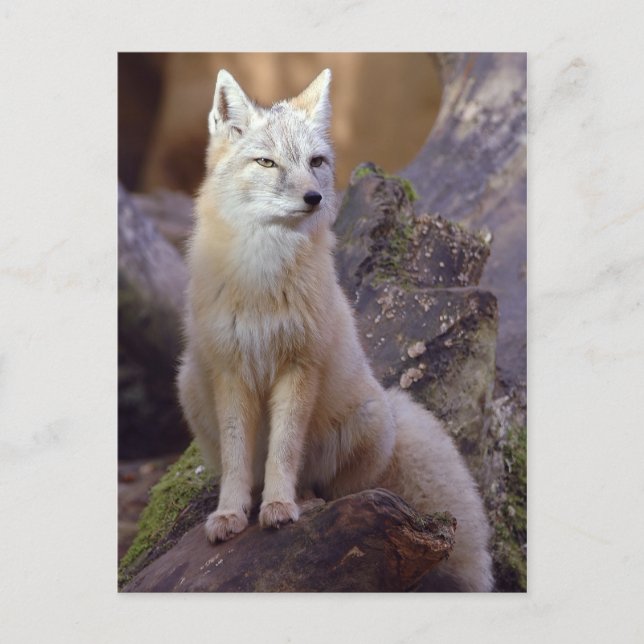 Corsac Fox Postkarte (Vorderseite)