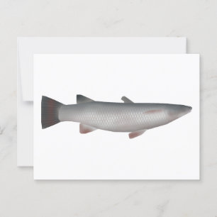 Corsula Postkarte