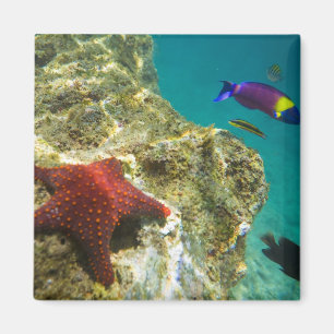 Cortez Rainbow Wrasse, männlich und weiblich, Meer Magnet