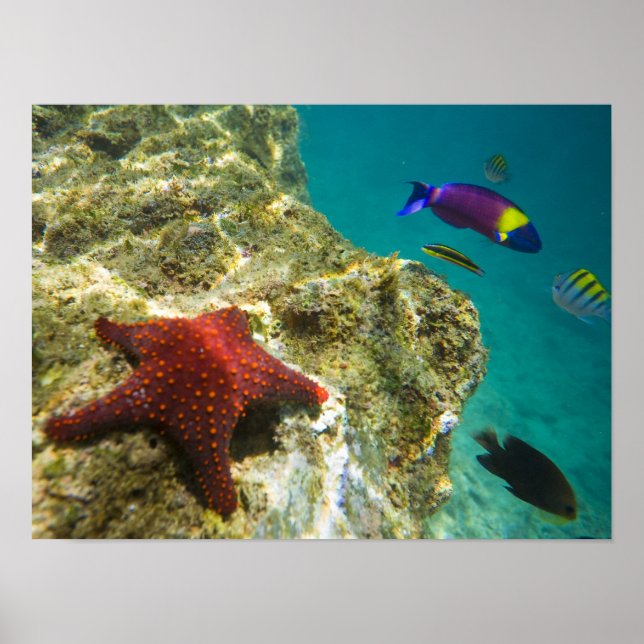 Cortez Rainbow Wrasse, männlich und weiblich, Meer Poster (Vorne)