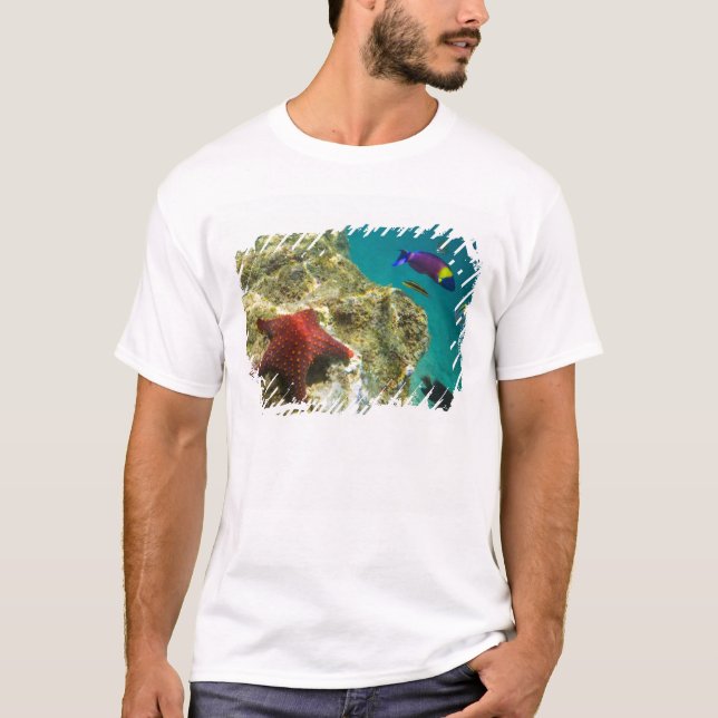 Cortez Rainbow Wrasse, männlich und weiblich, Meer T-Shirt (Vorderseite)
