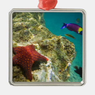 Cortez Regenbogen-Wrasse männlich und weiblich und Ornament Aus Metall
