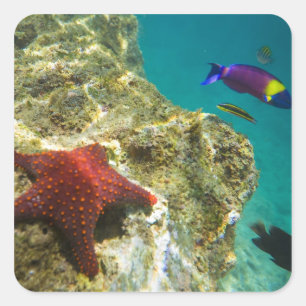 Cortez Regenbogen-Wrasse männlich und weiblich und Quadratischer Aufkleber