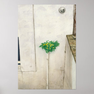 Corydalis lutea poster