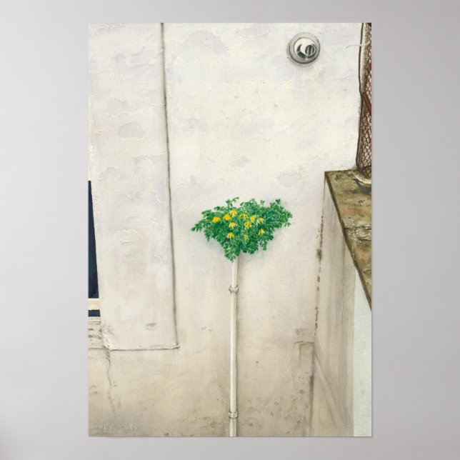 Corydalis lutea poster (Vorne)