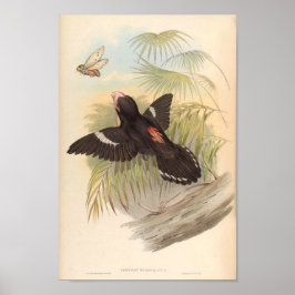 Corydon Sumatranus Vintager asiatischer Vogel Poster