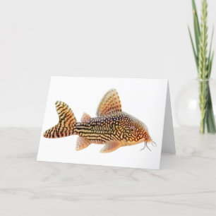 Corydoras Catfish Grußkarte Karte
