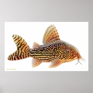Corydoras Sterbai Catfish Print Poster