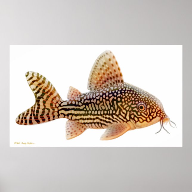 Corydoras Sterbai Catfish Print Poster (Vorne)