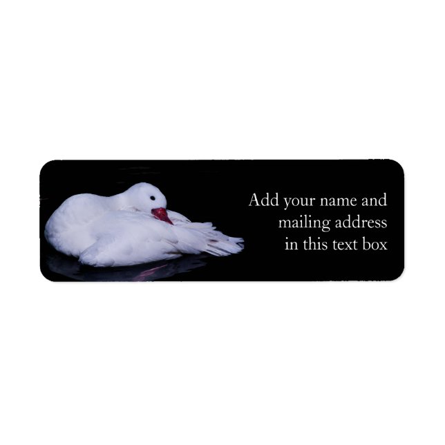 Coscoroba Swan P3442 (Vorne)